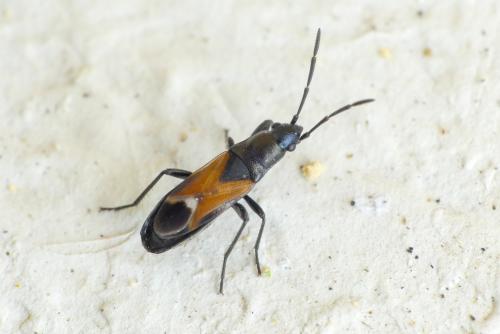 Pterotmetus staphyliniformis
